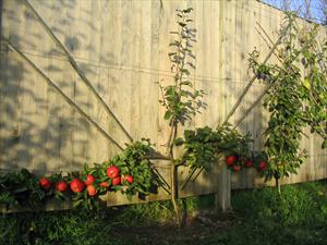 Jubilé trained as an espalier